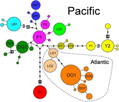 Trans-Arctic asymmetries, melting pots and weak species cohesion in the low-dispersal amphiboreal seaweed Fucus distichus